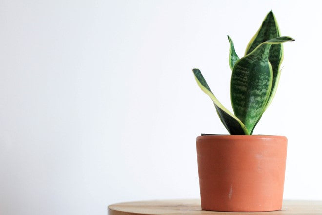 How to care for your Snake plant