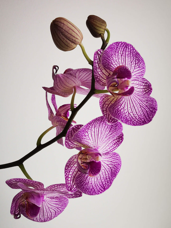 Purple Orchid care tips