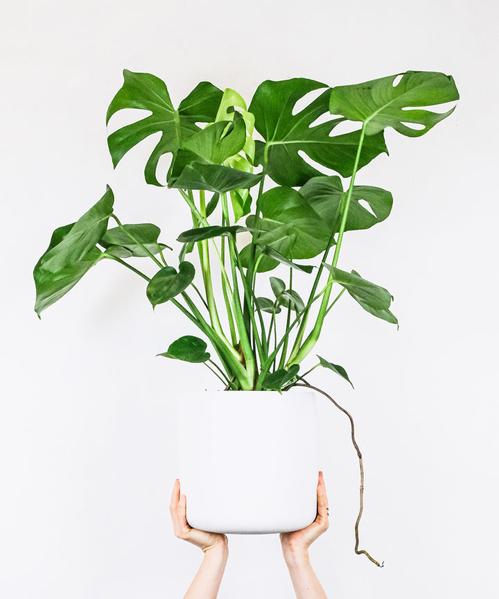 How to care for your Monstera