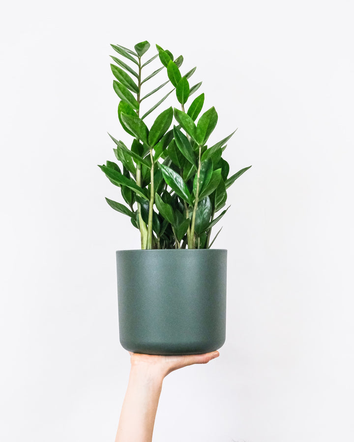 ZZ Plant Care Tips