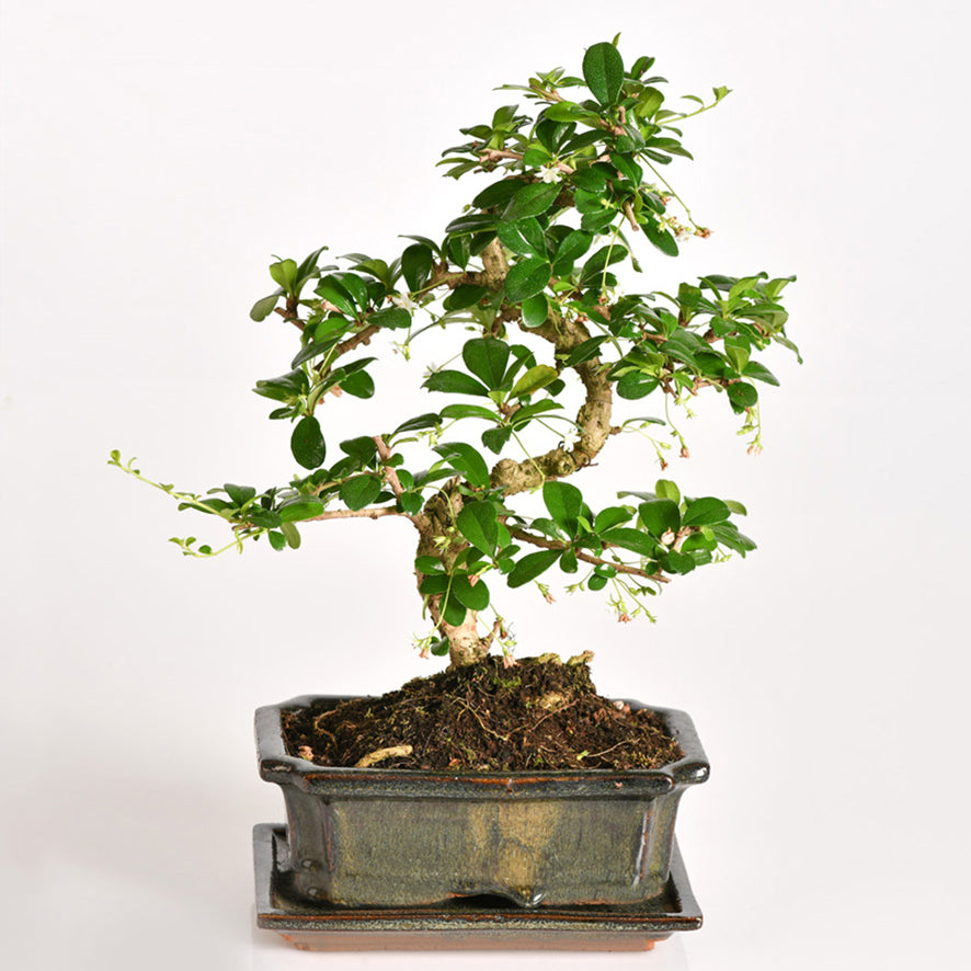 Bonsai Carmona