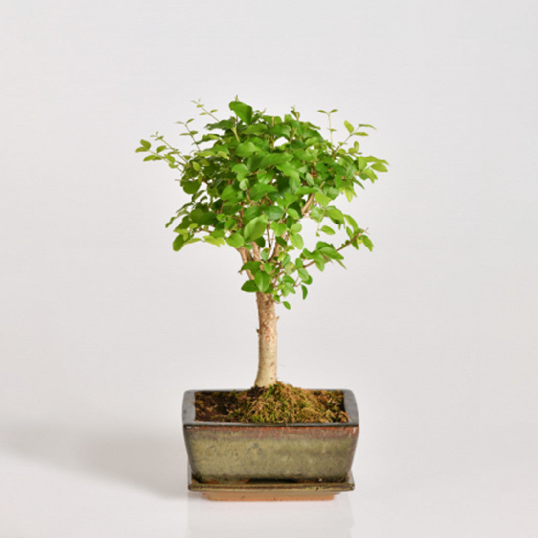 Bonsai Harmony