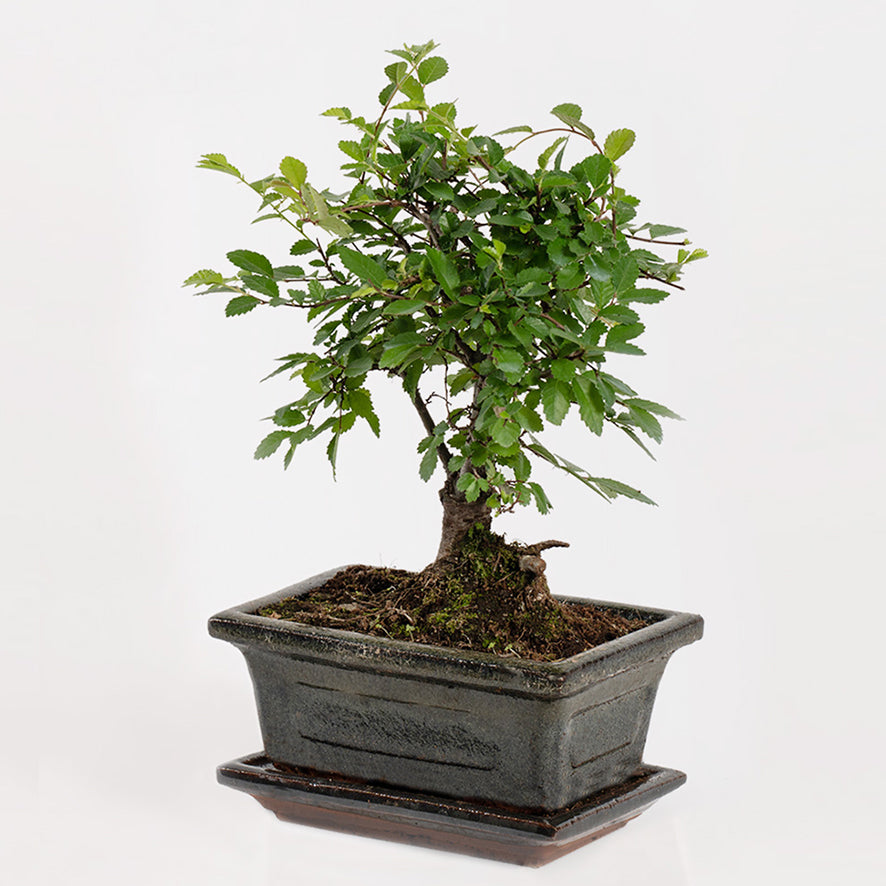 Japanese Elm Bonsai