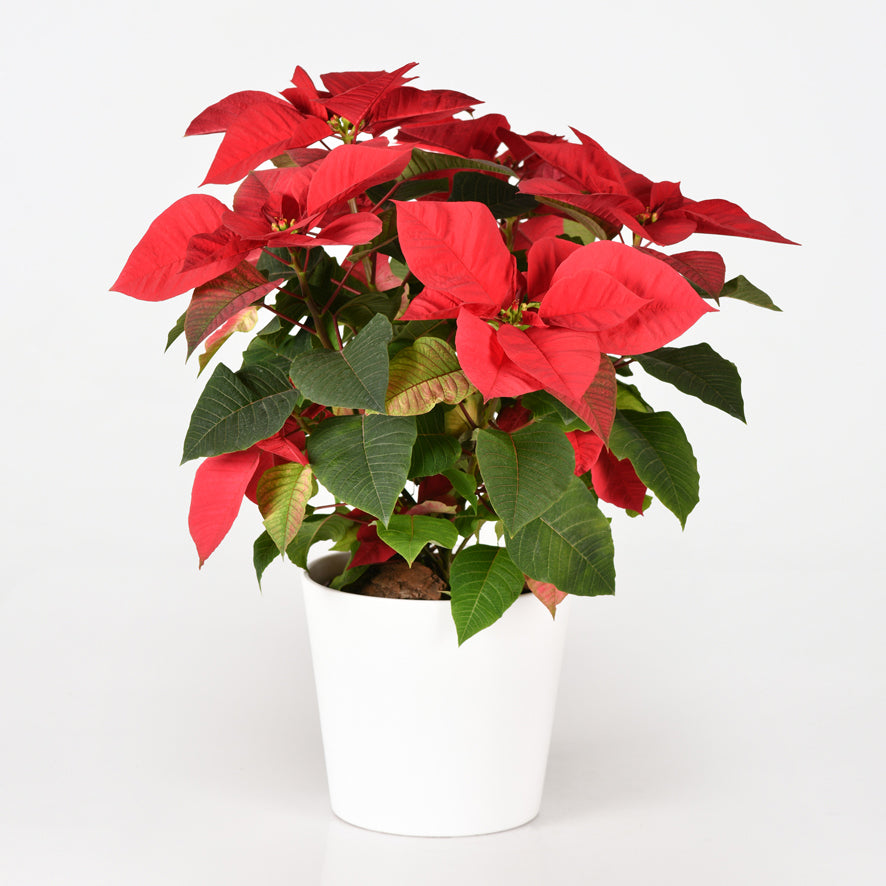 Red Poinsettia