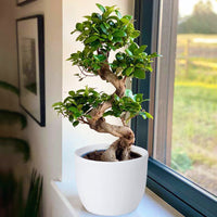 Ficus Ginseng