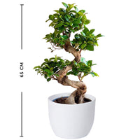 Ficus Ginseng