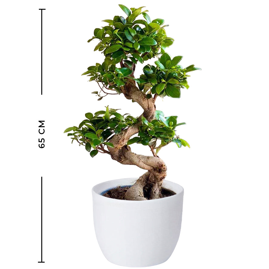 Ficus Ginseng