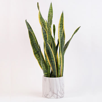 Snake Plant