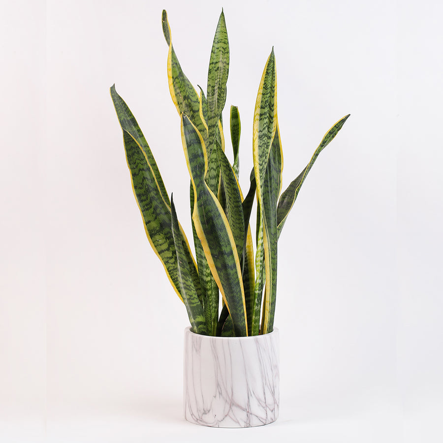 Snake Plant