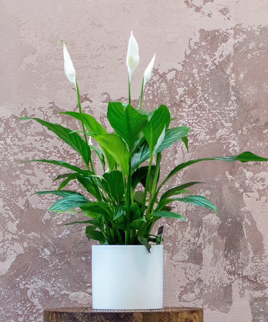 Peace Lily